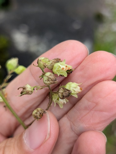 White Alumroot (Heuchera alba)