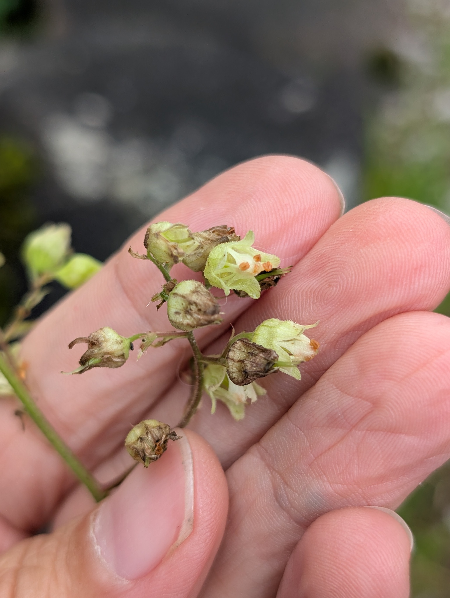 White Alumroot (Heuchera alba)