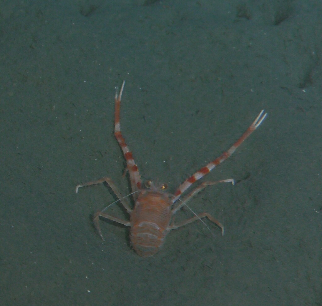 Antillimunida gracilipes