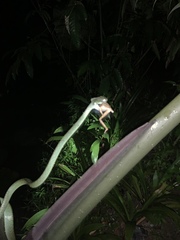 Boiga cyanea
