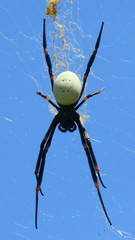Nephila tetragnathoides