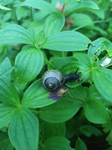 Copse Snail