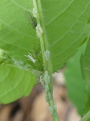 Macrosiphum impatientis