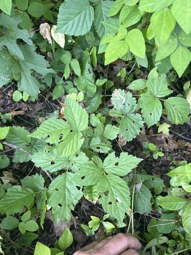 Ecotone Blackberry (Rubus heterophyllus)