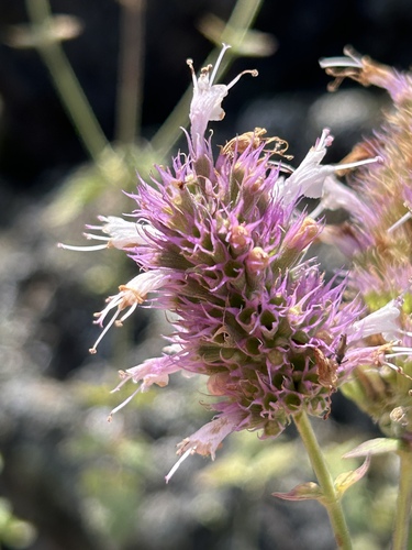 small-leaved horsemint (Agastache parvifolia)