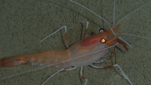 Heterocarpus vicarius