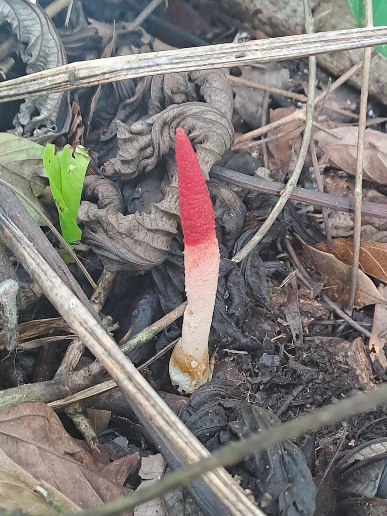 Mutinus argentinus · July 2025 · photo: © keesgroenendijk (iNaturalist, cc-by)