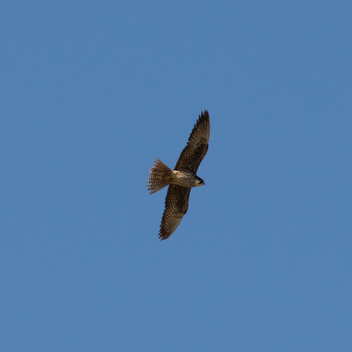 Eleonora's Falcon (Falco eleonorae)