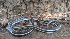 Psammophis subtaeniatus