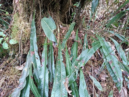 graceful fern (Niphidium crassifolium)