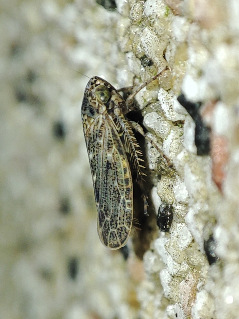 Euscelidius schenckii