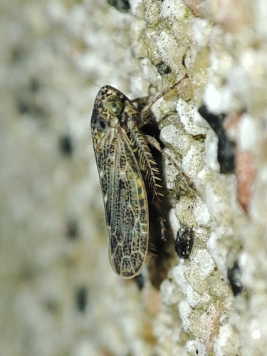 Euscelidius schenckii