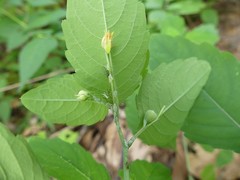 Macrosiphum impatientis