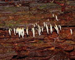 Mucronella fusiformis