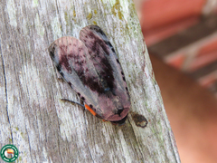 Hemicephalis proserpina