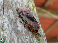 Hemicephalis proserpina