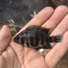 Heterotilapia buettikoferi