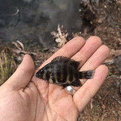 Heterotilapia buettikoferi
