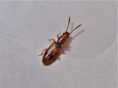 Cryptamorpha desjardinsi