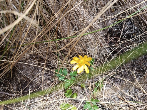 Latin American buttercup (Ranunculus petiolaris)