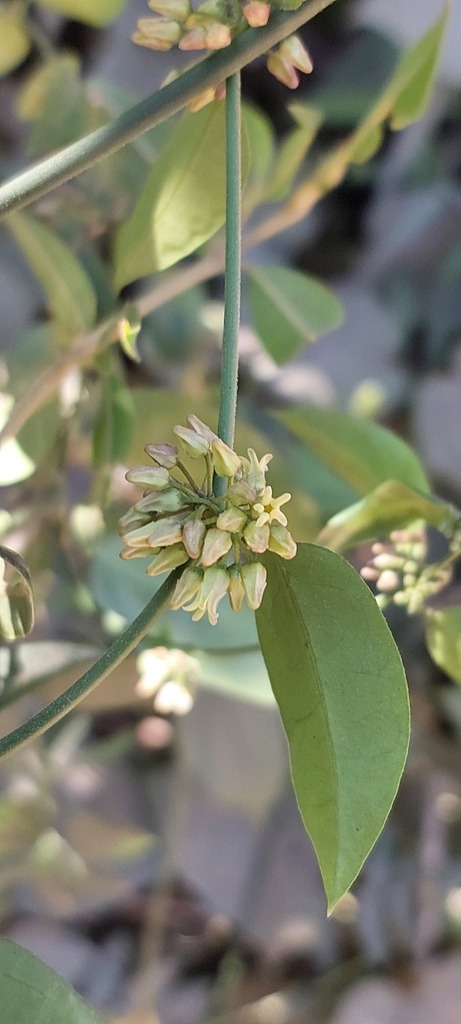 Peplonia organensis