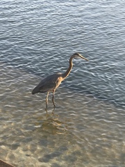 Ardea herodias