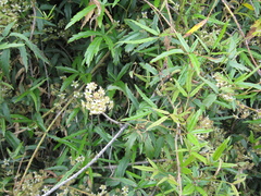 Rubus schmidelioides schmidelioides