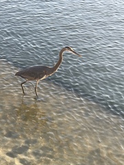 Ardea herodias