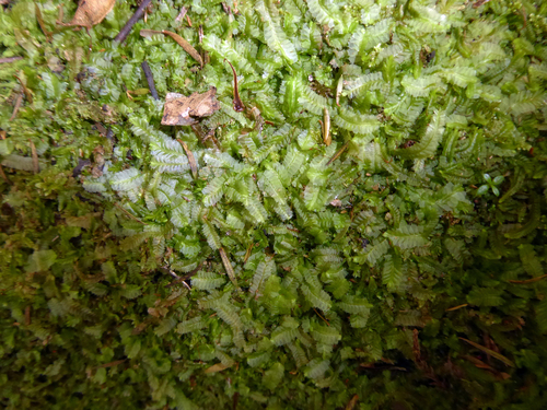 Heteroscyphus fissistipus var. fissistipus