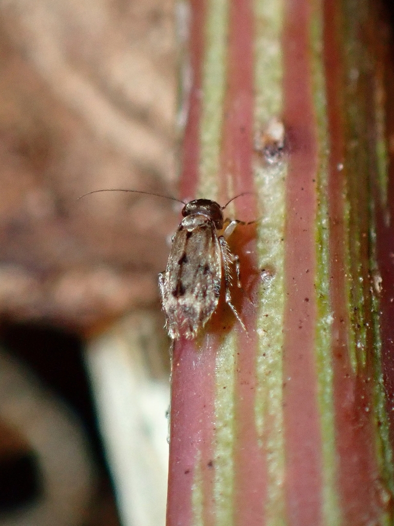 Marcenendius fortunatus