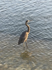 Ardea herodias