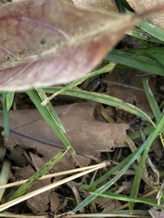 Prenolepis