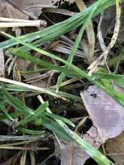 Prenolepis