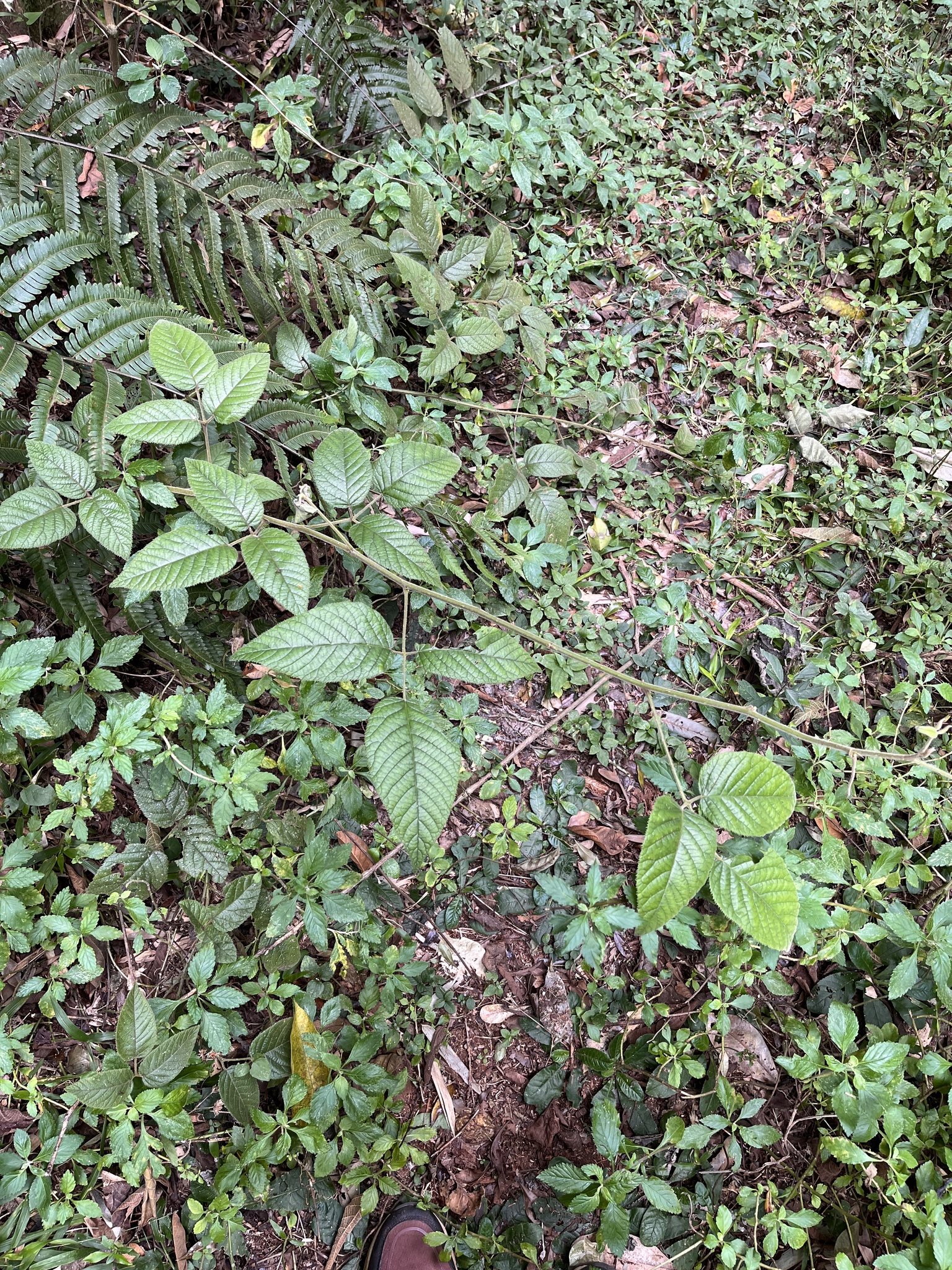 Imagem de Amora do mato