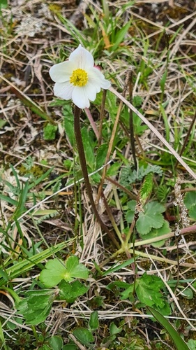 Anemonastrum protractum