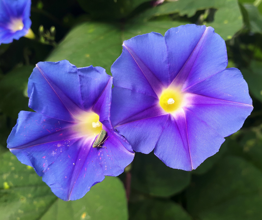 Yellow-Throated Morning Glory