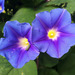 Yellow-Throated Morning Glory - Photo (c) Chris Lloyd, some rights reserved (CC BY-NC), uploaded by Chris Lloyd
