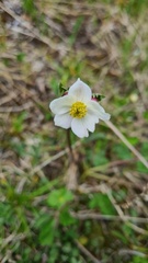 Anemonastrum protractum, photograph Simon Tonge, CC0, iNaturalist via GBIF
