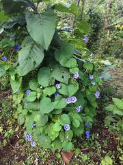 Ipomoea parasitica
