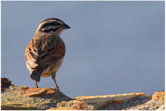 Emberiza capensis