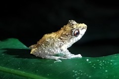 Pristimantis penelopus