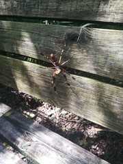 Trichonephila clavipes