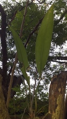 Anthurium gracile