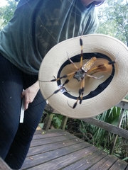 Trichonephila clavipes