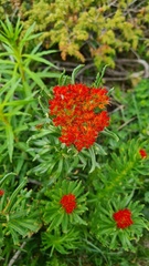 Rhodiola kirilowii