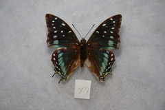 Charaxes etesipe abyssinicus