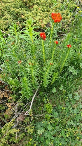 Rhodiola kirilowii, photograph 1