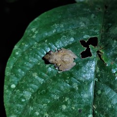 Pristimantis penelopus