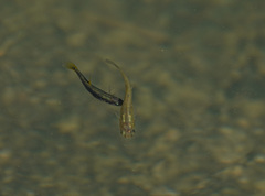 Gila Topminnow photo 5
