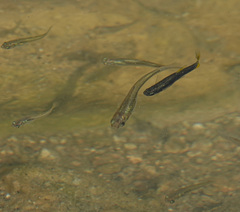 Gila Topminnow photo 4